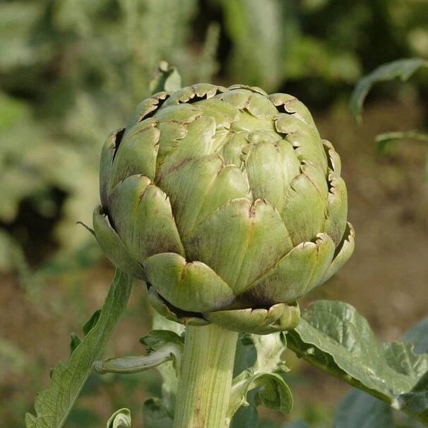 Imperial star artichoke seeds - Vegetable Plant