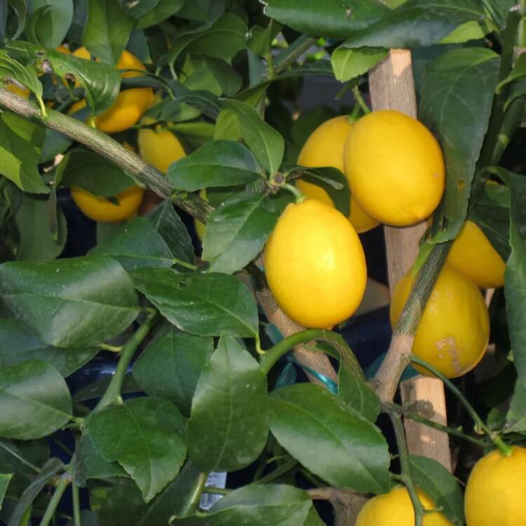 Improved Meyer Lemon seeds