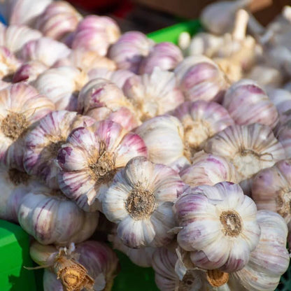 Inchelium red garlic seeds - Vegetable Plant
