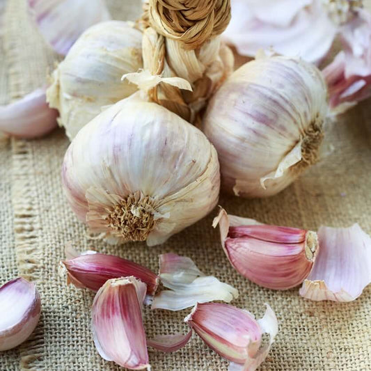 Inchelium red garlic seeds - Vegetable Plant