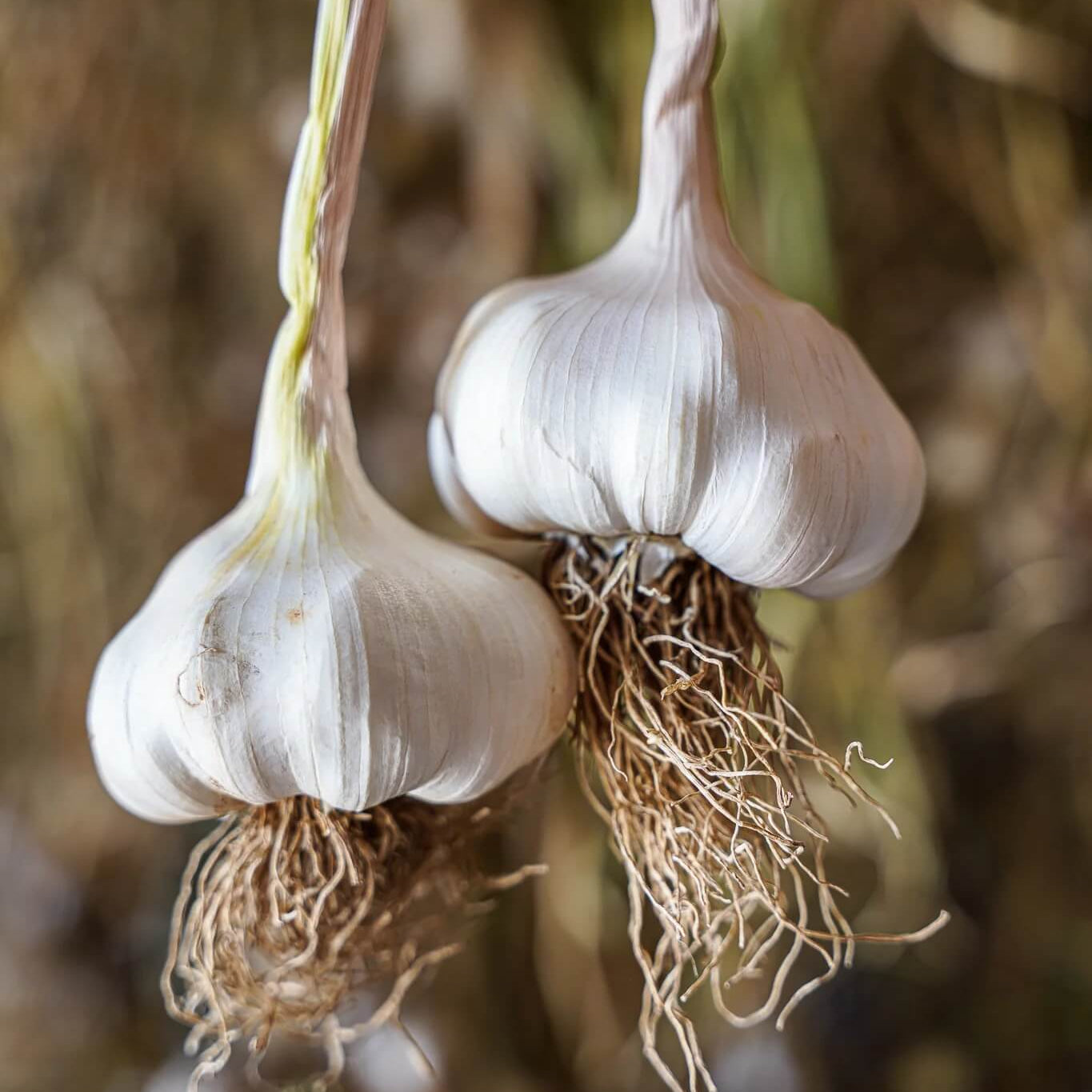 Inchelium red garlic seeds - Vegetable Plant