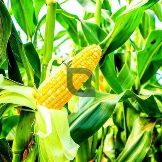 Incredible Sweet Corn Seeds - Heirloom Vegetable Plant for Home Gardens
