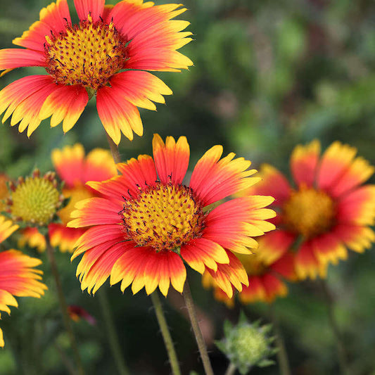 Indian Blanket Flower Seeds - Flower Plant