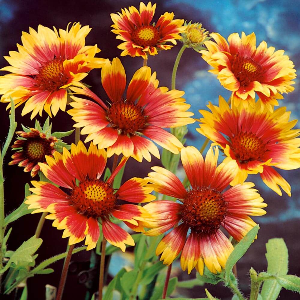 Indian Blanket Flower Seeds - Flower Plant