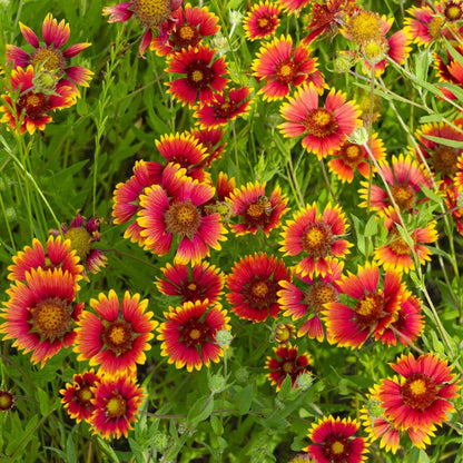 Indian Blanket Flower Seeds - Flower Plant