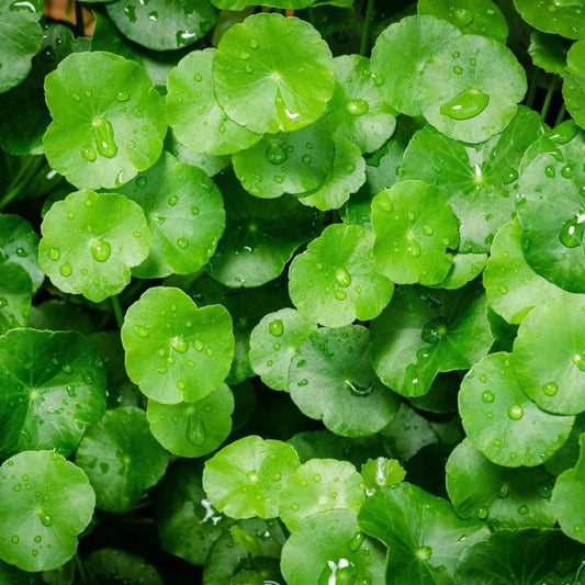 Indian Gotu Kola Seeds - Herbal Plant for Home Gardens