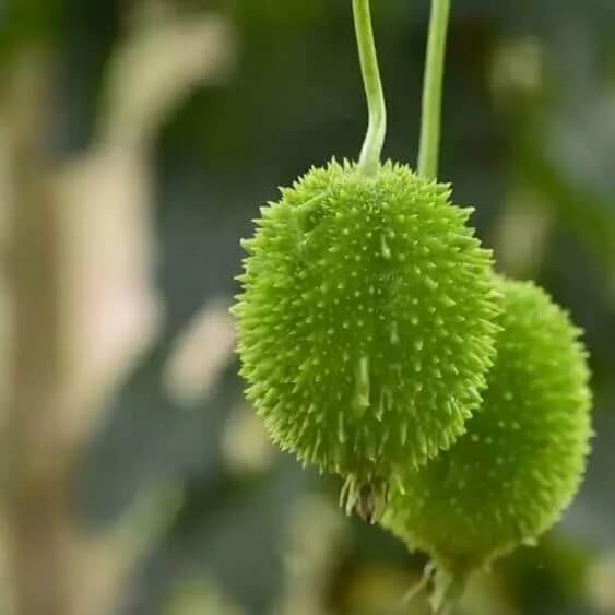 Indian Gourd Vegetable Seeds