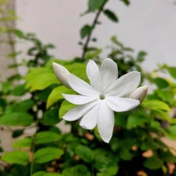 Indian Jasmine Seeds 