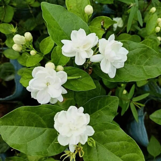 Indian Jasmine Seeds