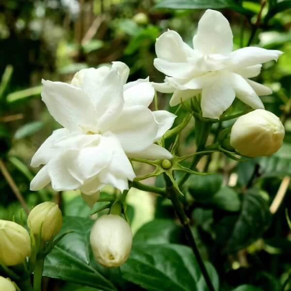 Indian Jasmine Seeds