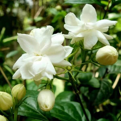 Indian Jasmine Seeds