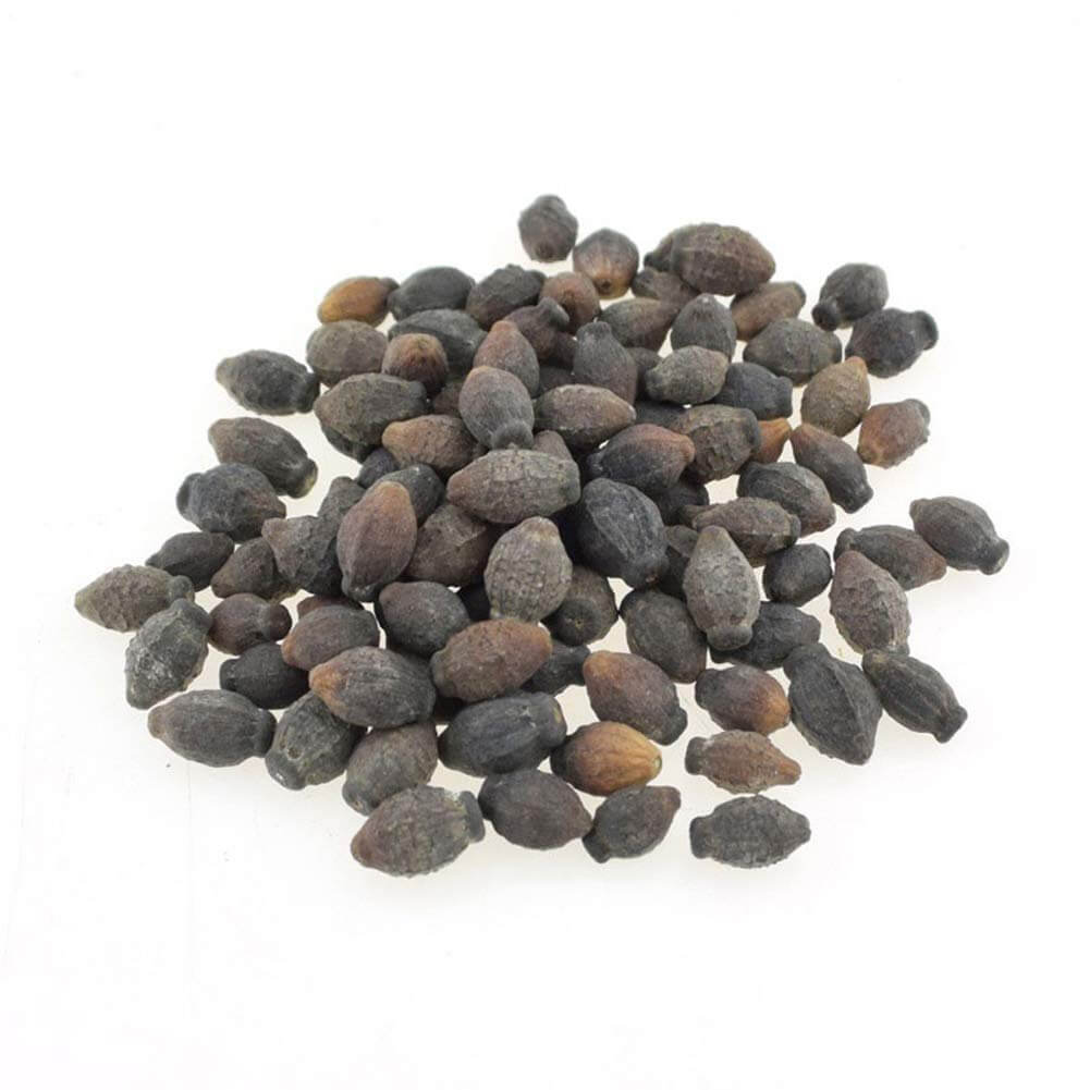 Indian Jasmine Seeds 