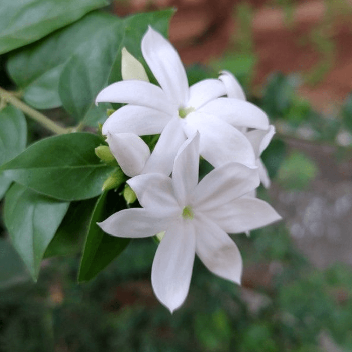 Indian Jasmine Seeds 