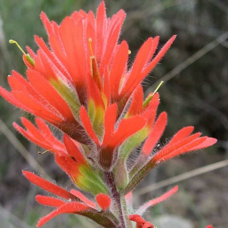 Indian Paintbrush Seeds - Heirloom Flower Plant for Home Gardens