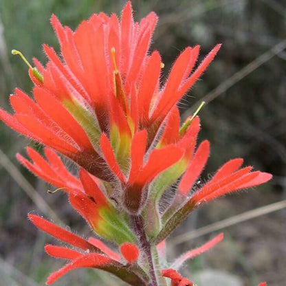 Indian Paintbrush Seeds - Heirloom Flower Plant for Home Gardens