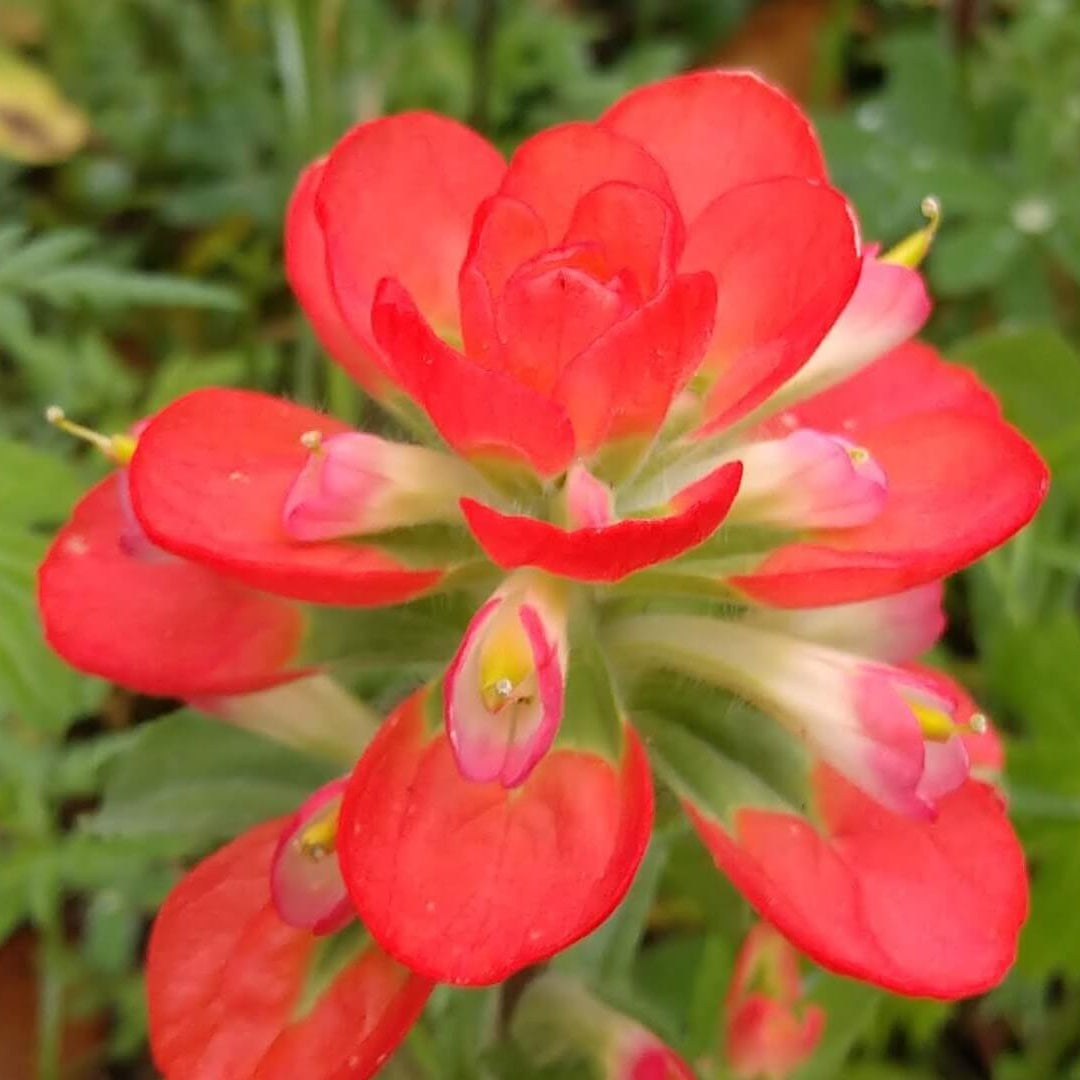 Indian Paintbrush Seeds - Heirloom Flower Plant for Home Gardens