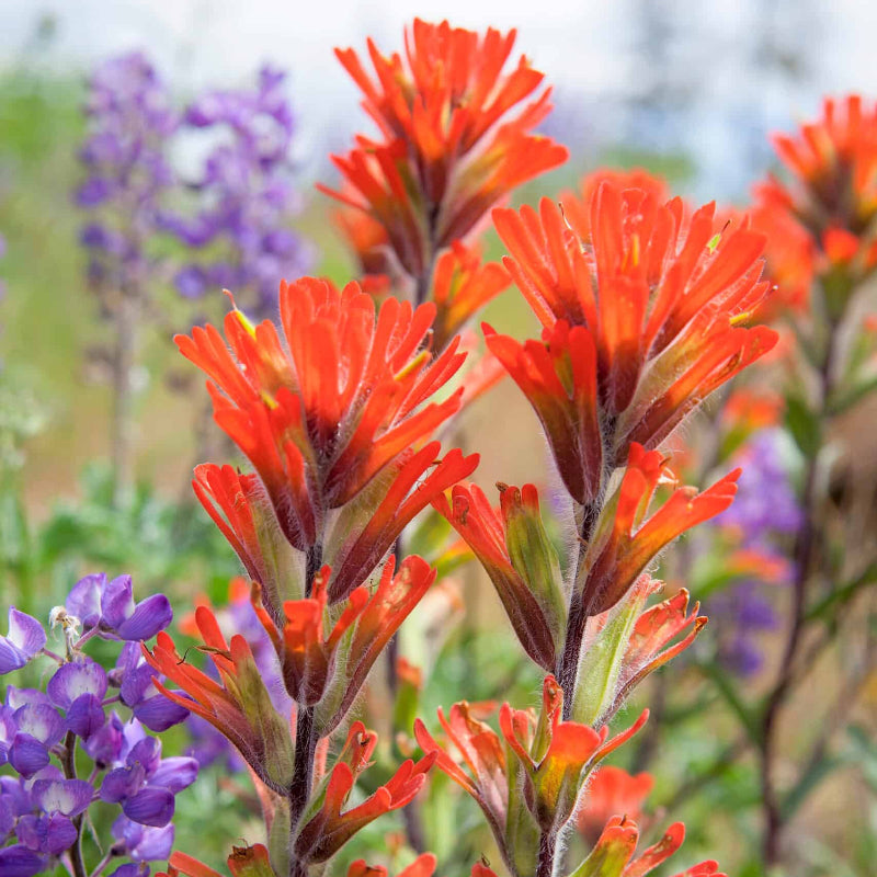 Indian Paintbrush Seeds - Heirloom Flower Plant for Home Gardens