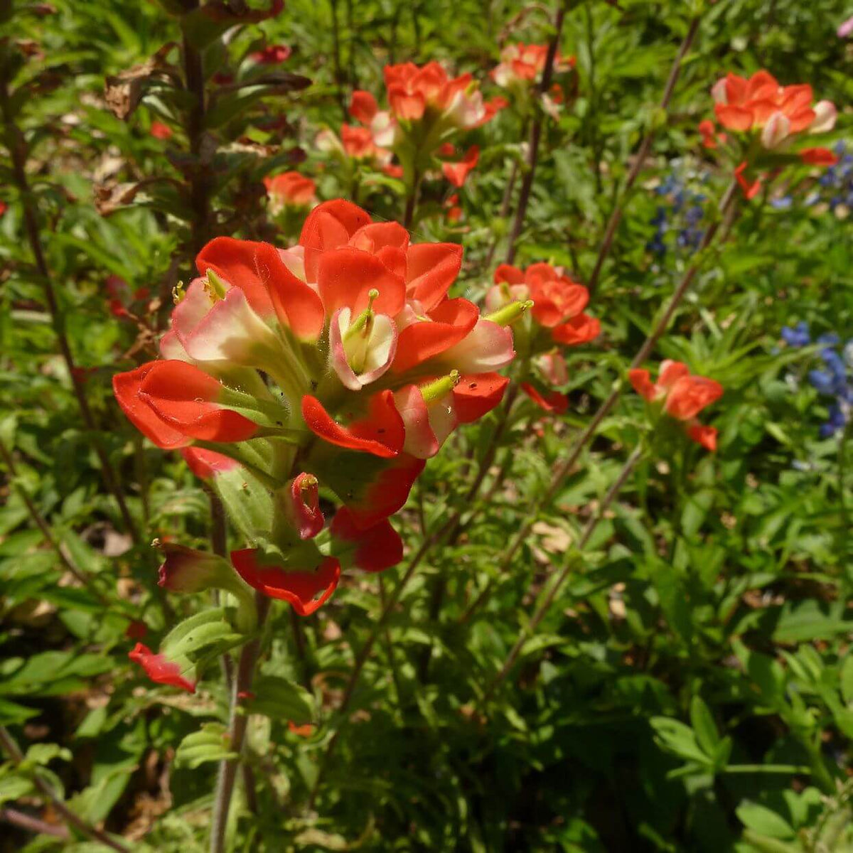 Indian Paintbrush Seeds - Heirloom Flower Plant for Home Gardens