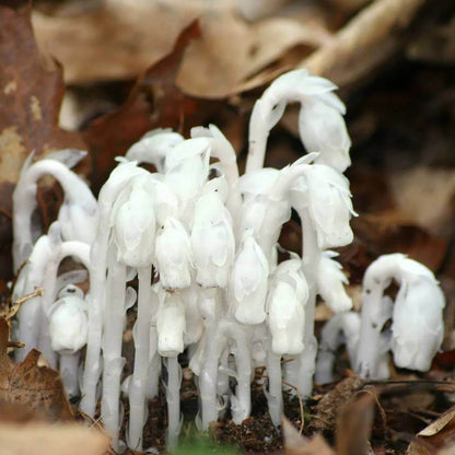 Indian Pipe Seeds - Heirloom Flower Plant for Home Gardens