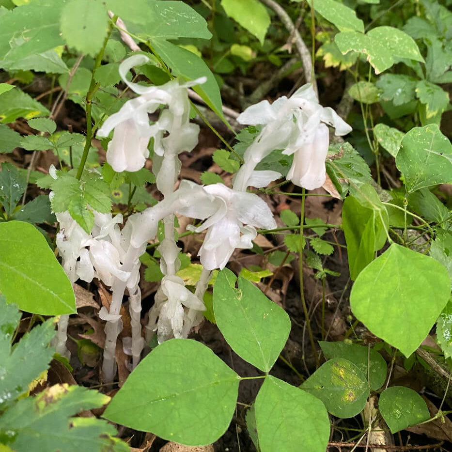 Indian Pipe Seeds - Heirloom Flower Plant for Home Gardens
