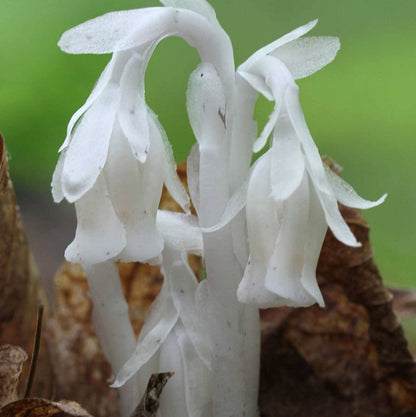 Indian Pipe Seeds - Heirloom Flower Plant for Home Gardens