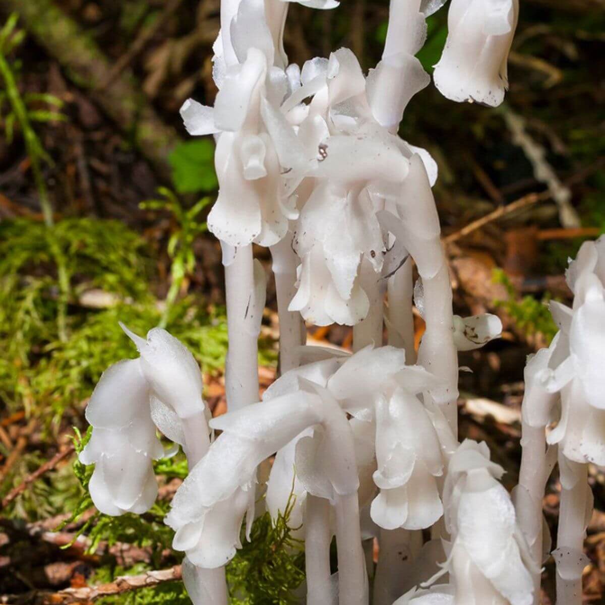 Indian Pipe Seeds - Heirloom Flower Plant for Home Gardens