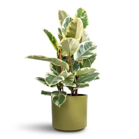 Indian Rubber Tree Seeds - Flower Plant