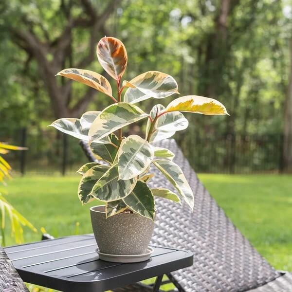 Indian Rubber Tree Seeds - Flower Plant