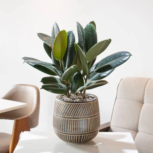 Indian Rubber Tree Seeds - Flower Plant