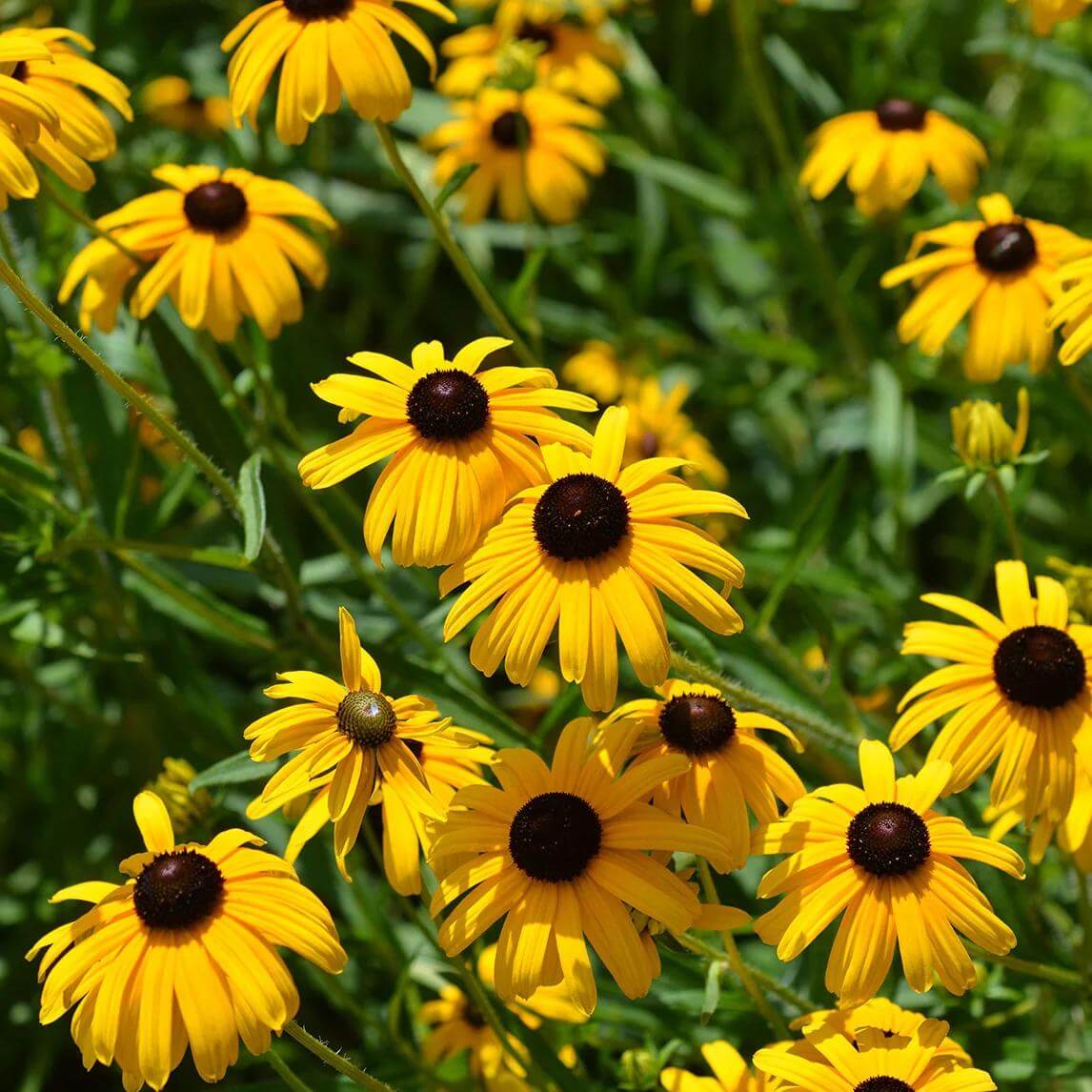 Indian Summer Rudbeckia Seeds - Heirloom Flower Plant for Home Gardens