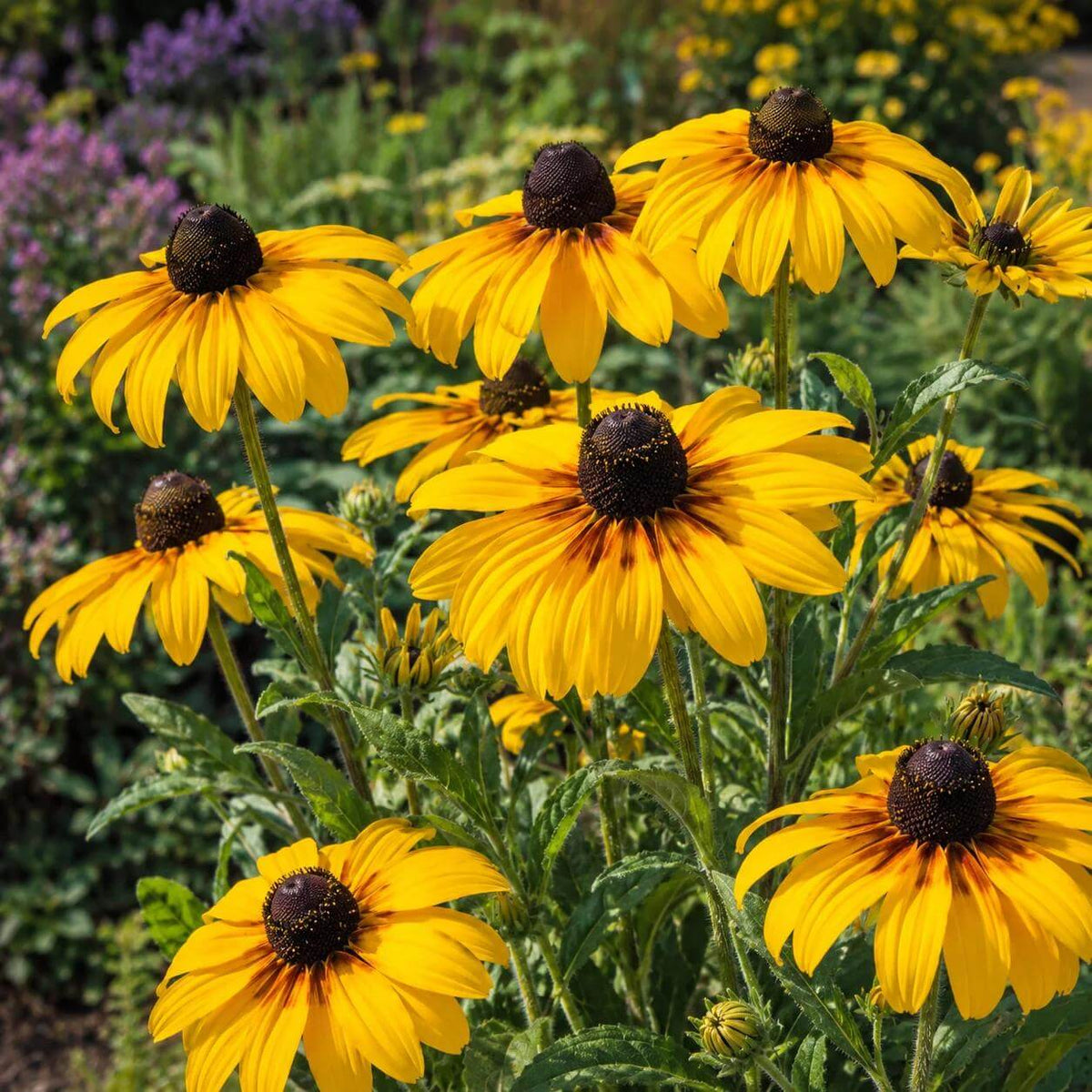Indian Summer Rudbeckia Seeds - Heirloom Flower Plant for Home Gardens