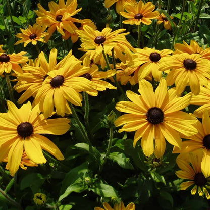Indian Summer Rudbeckia Seeds - Heirloom Flower Plant for Home Gardens