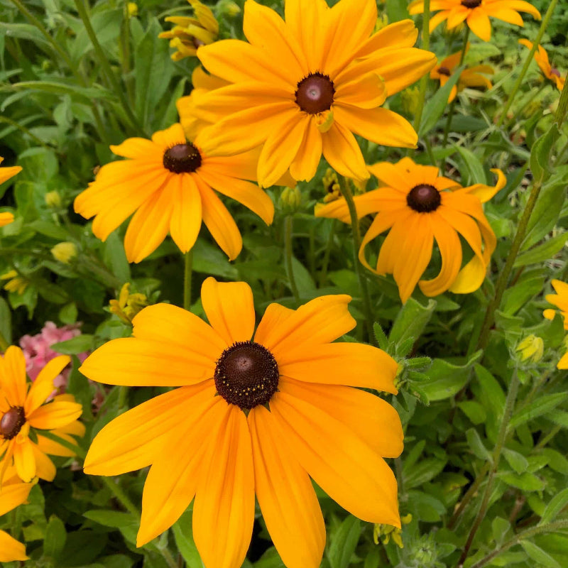 Indian Summer Rudbeckia Seeds - Heirloom Flower Plant for Home Gardens