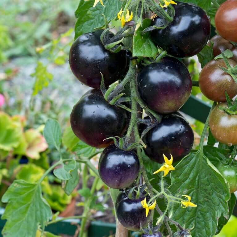 Indigo Rose Tomato Seeds - Vegetable Plant