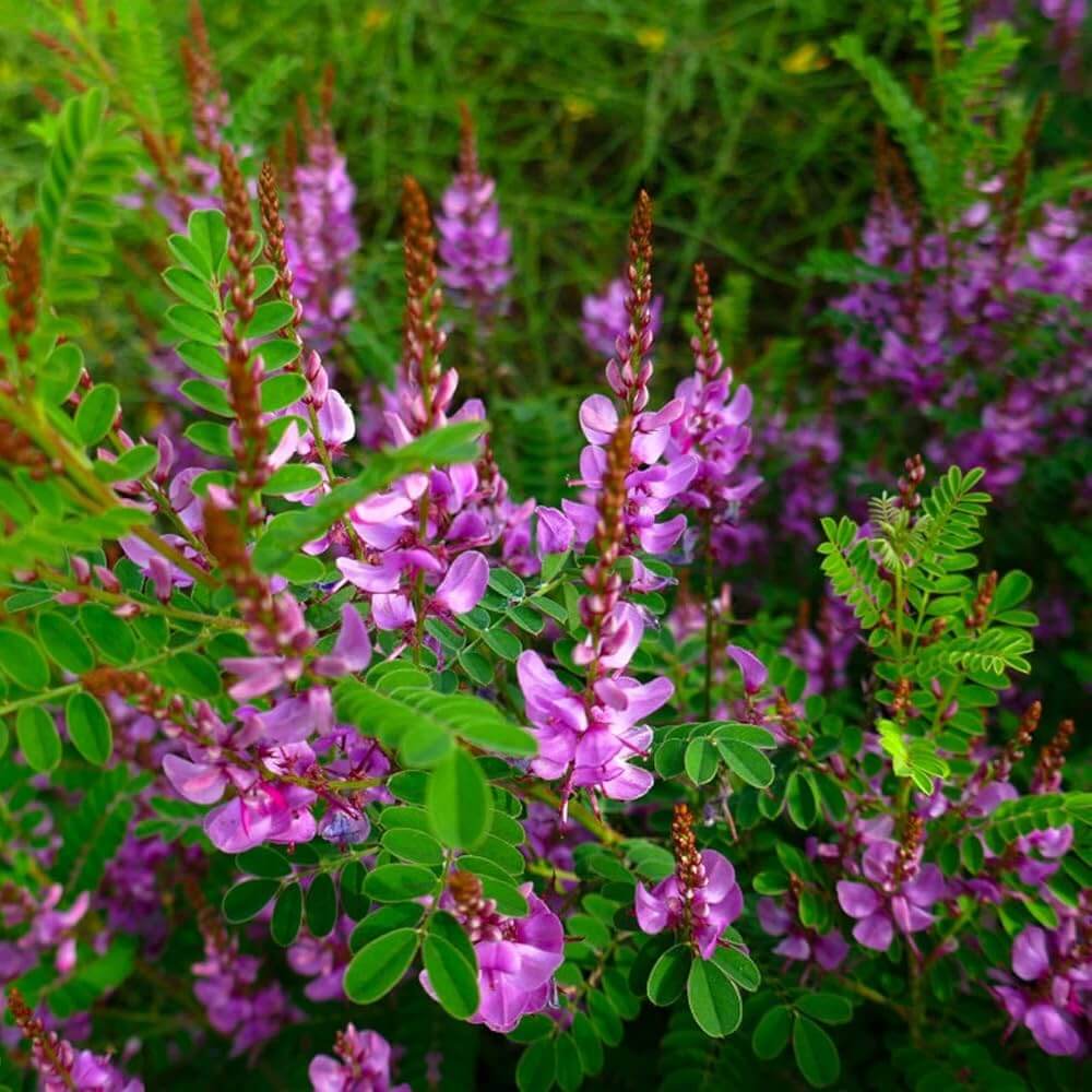 Indigo Seeds - Herbal Plant for Home Gardens