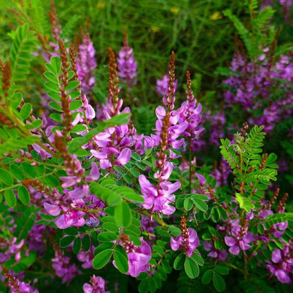 Indigo Seeds - Herbal Plant for Home Gardens