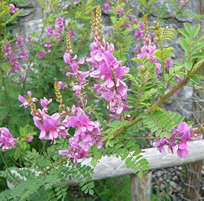 Indigo Seeds - Herbal Plant for Home Gardens