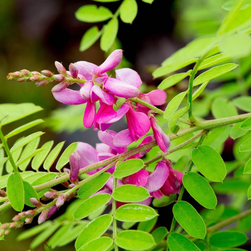 Indigofera Suffruticosa Seeds - Heirloom Flower Plant for Home Gardens
