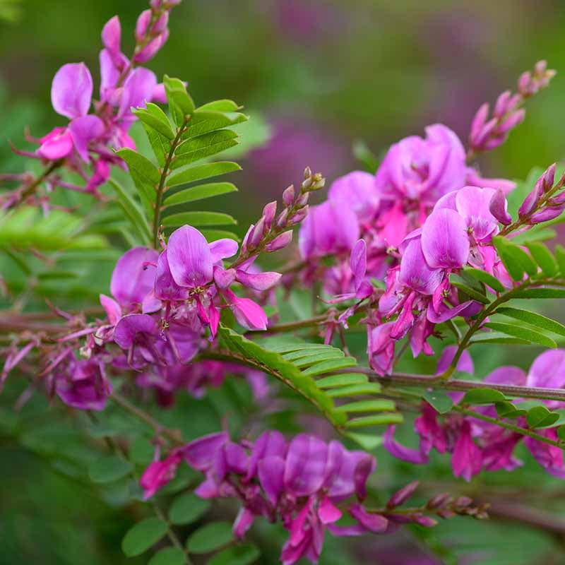 Indigofera Suffruticosa Seeds - Heirloom Flower Plant for Home Gardens