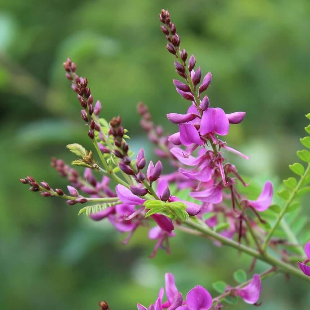 Indigofera Suffruticosa Seeds - Heirloom Flower Plant for Home Gardens