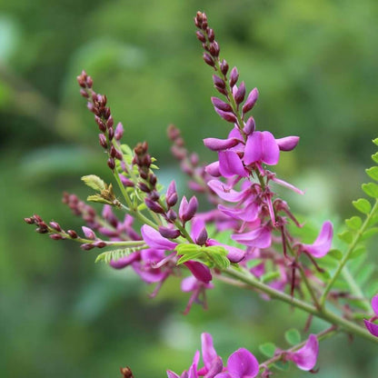 Indigofera Suffruticosa Seeds - Heirloom Flower Plant for Home Gardens