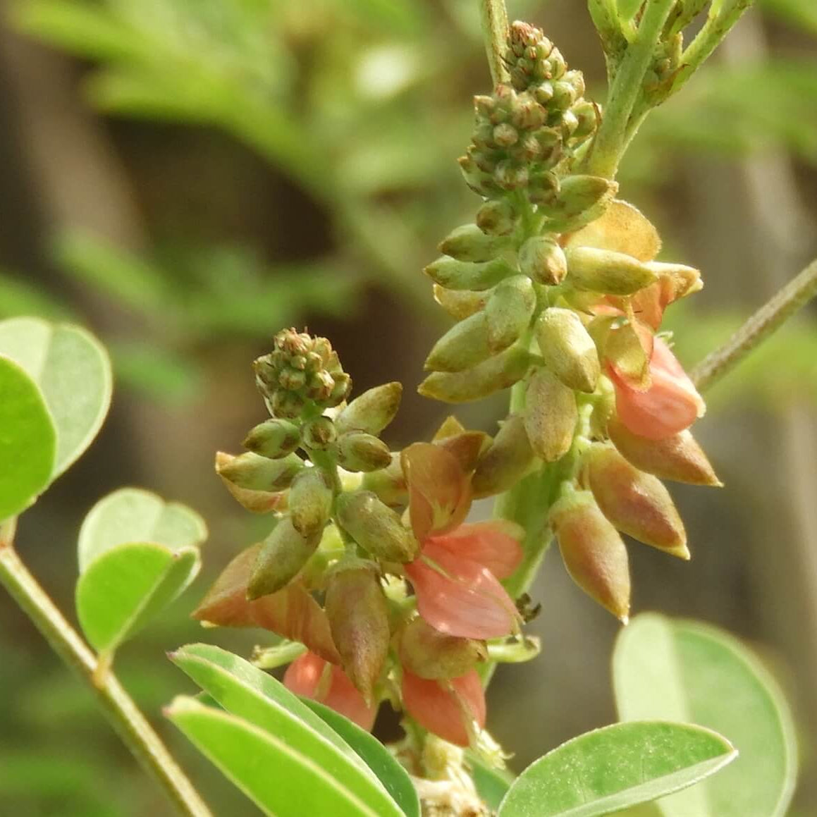 Indigofera Suffruticosa Seeds - Heirloom Flower Plant for Home Gardens