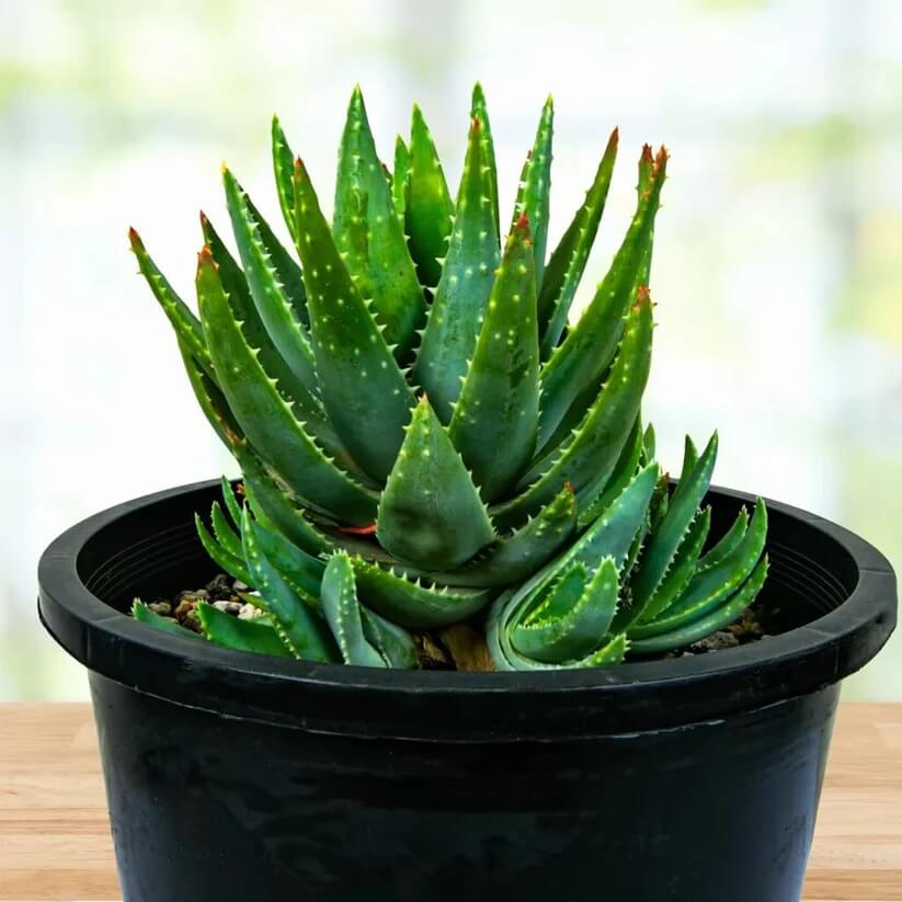 Indoor Aloe Succulent Plant seeds
