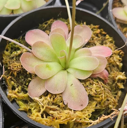 Indoor Butterwort Seeds