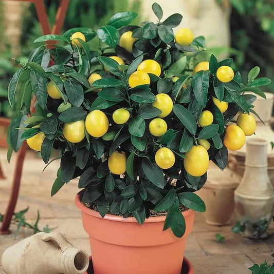 Indoor Fruit Bearing Lemon Tree seeds