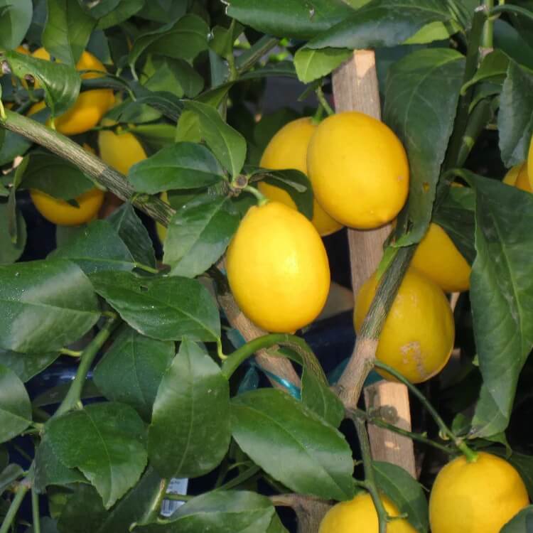 Indoor Fruit Bearing Lemon Tree seeds
