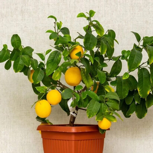 Indoor Lemon Tree Seeds