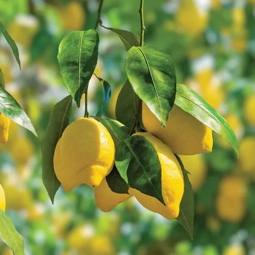 Indoor Lemon Tree Seeds