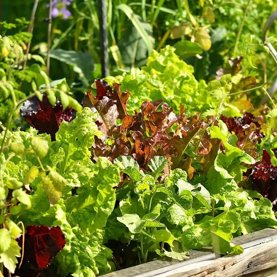 Indoor Lettuce Mix Seeds