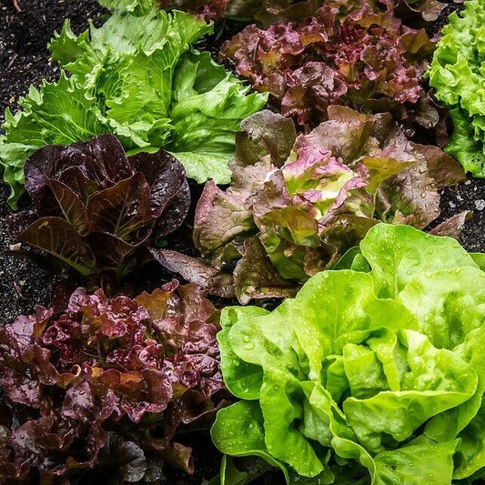 Indoor Lettuce Mix Seeds